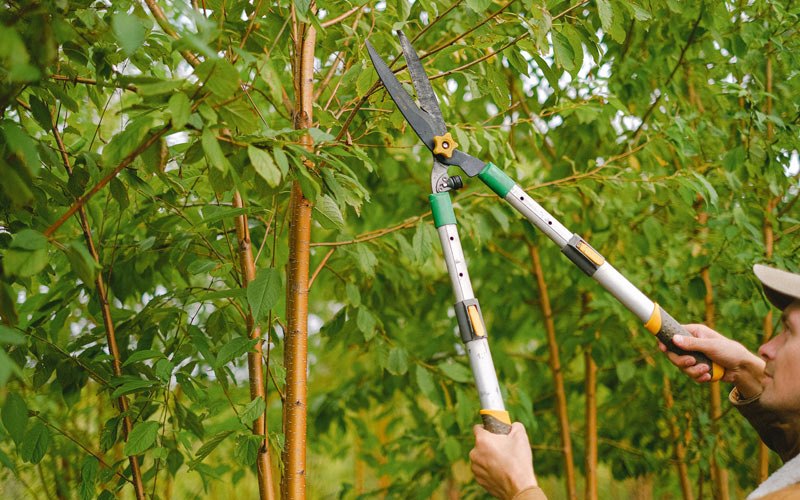 Tree trimming in Jesup, IA